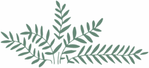 illustration of a fern