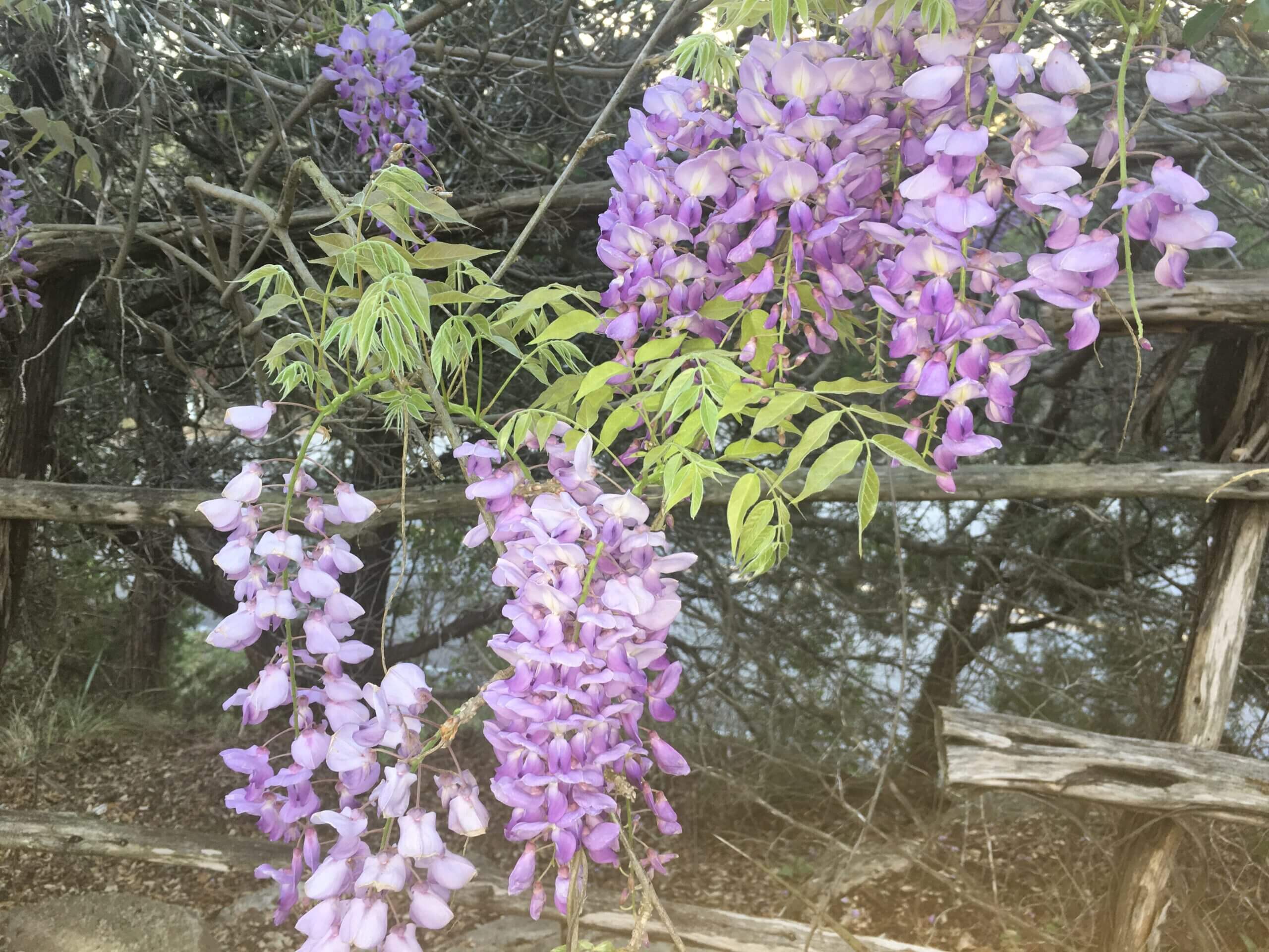 Native-Wysteria-from-pioneer-times-over-100-yrs-old-copy-2-scaled