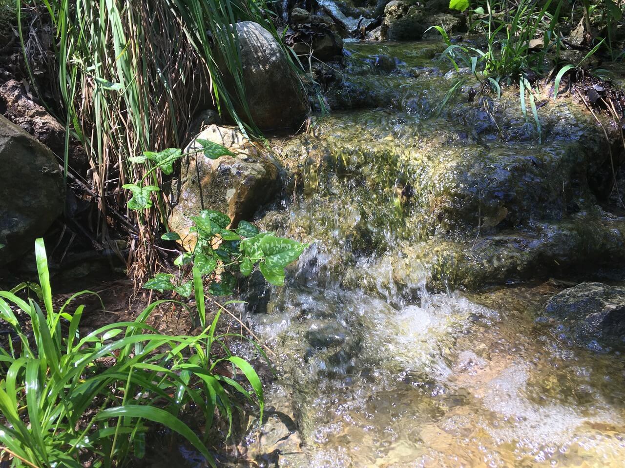 Spring-fed-creek